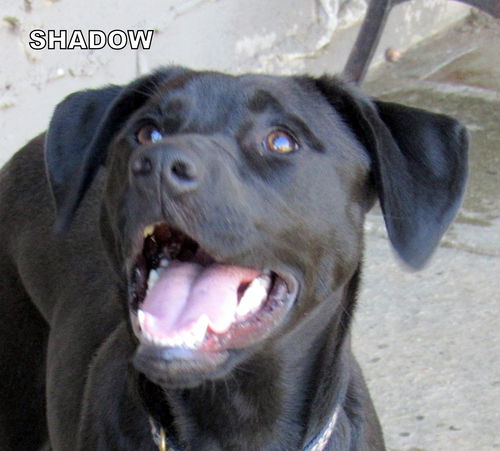 Shadow (Ritzy)