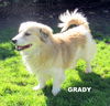 Grady