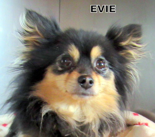 Evie (Ritzy)