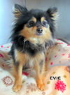 Evie (Ritzy)