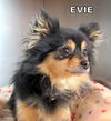 Evie (Ritzy)