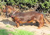 Sir Einstein(Ritzy)