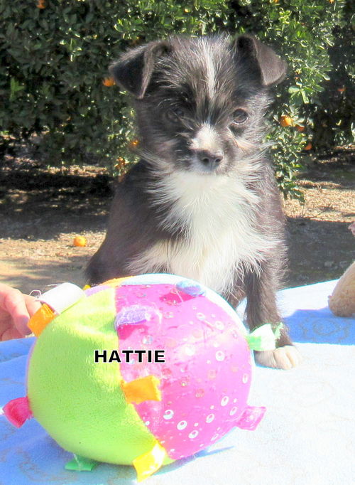 Hattie (Puppy)