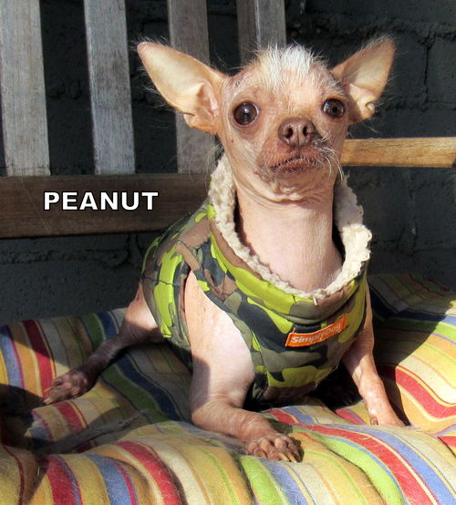 Peanut (Ritzy)