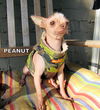 Peanut (Ritzy)