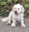 Sophie (Ritzy)