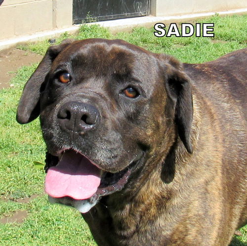 Sadie (Ritzy)