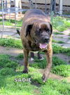 Sadie (Ritzy)