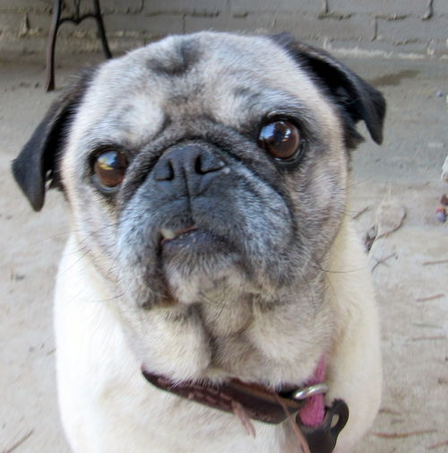 Maxine (Ritzy)