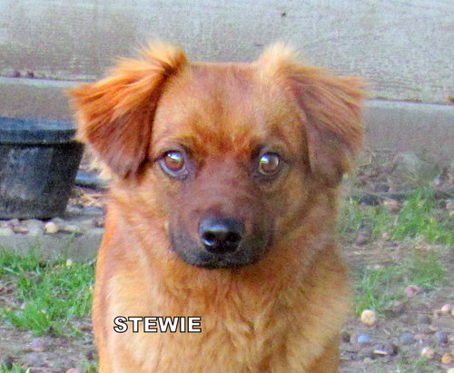 Stewie