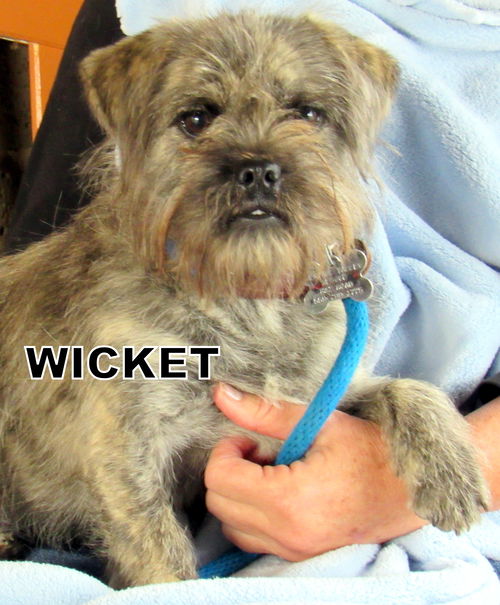 Wicket