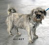 Wicket