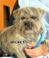 Wicket