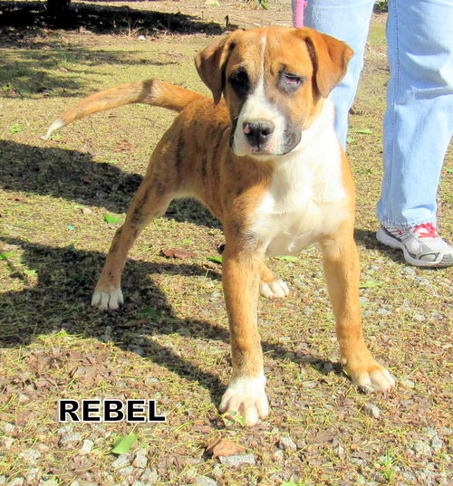 Rebel  (Puppy)