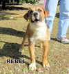 Rebel  (Puppy)