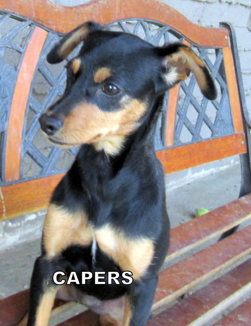 Capers