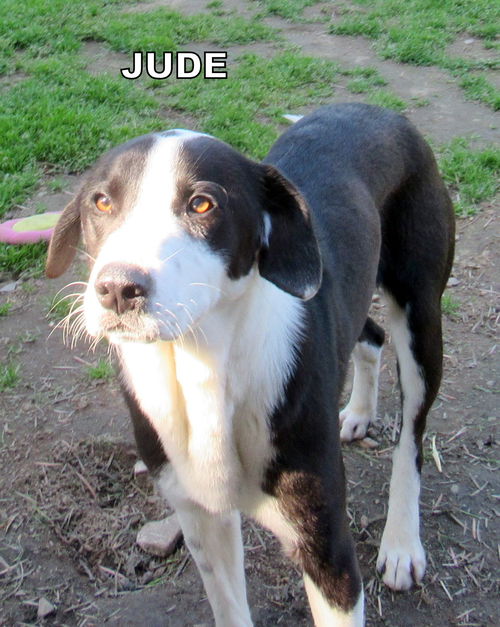 Jude