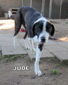 Jude