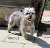 Silvie