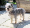 Silvie
