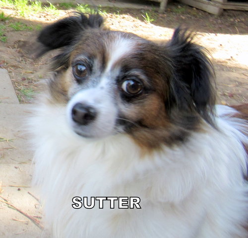 Sutter
