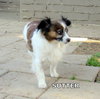 Sutter