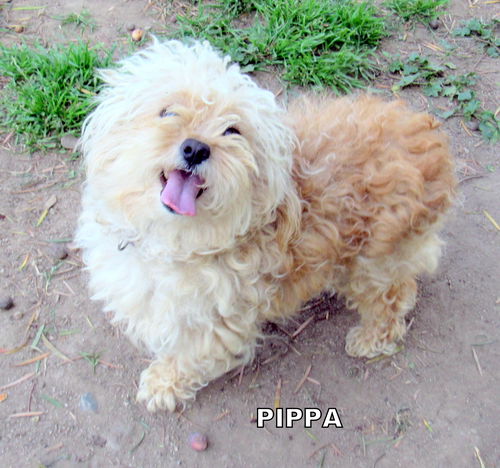 Pippa (Ritzy)