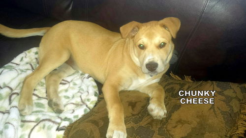 Chunky Cheese (Puppy)