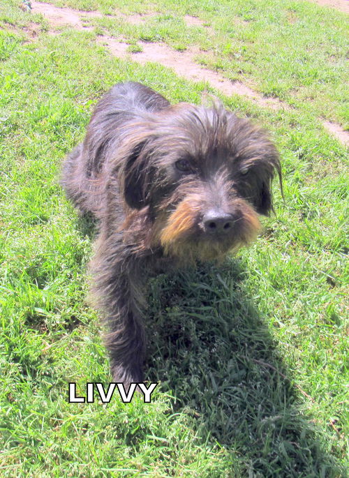 Livvy (Ritzy)