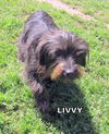 Livvy (Ritzy)