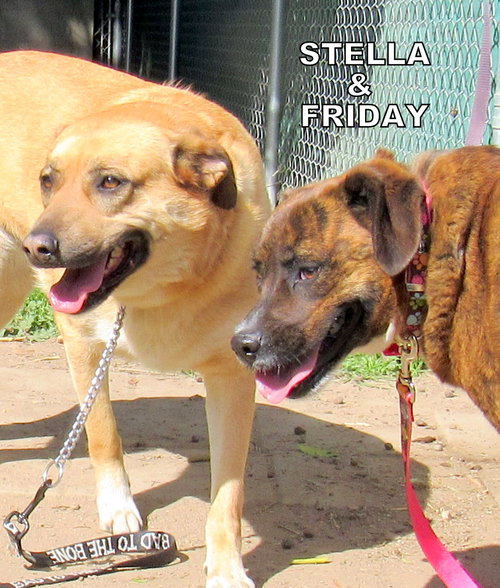Stella and Friday