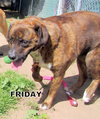 Stella and Friday