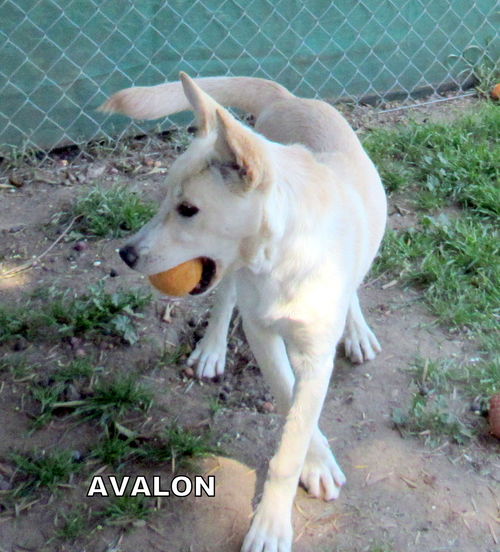 Avalon