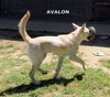 Avalon
