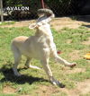Avalon