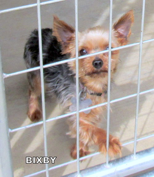 Bixby (Ritzy)
