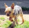 Bixby (Ritzy)