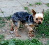 Bixby (Ritzy)