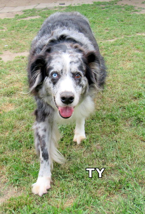 Ty (Ritzy GrandPaws)