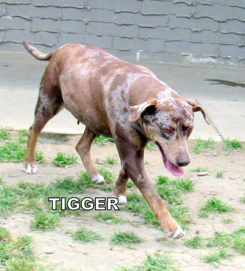 Tigger (Ritzy GrandPaws)