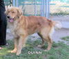 Quinn (Ritzy)