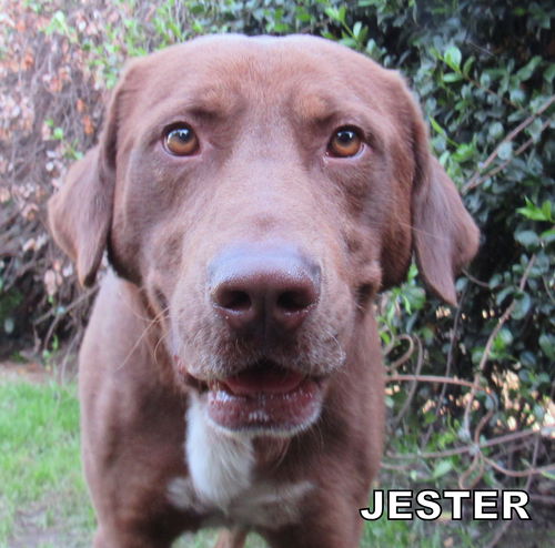 Jester