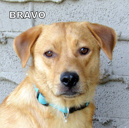 Bravo