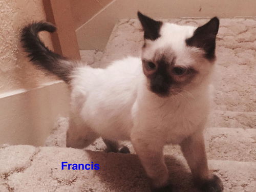 Francis