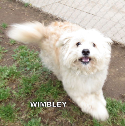 Wimbley (Ritzy)