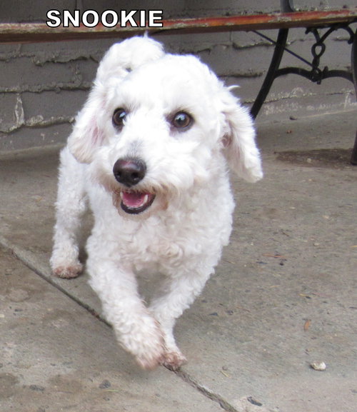 Snookie (Ritzy)