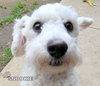 Snookie (Ritzy)
