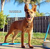 Razzle (Puppy)