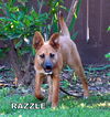 Razzle (Puppy)