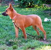 Razzle (Puppy)